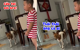 Chú chó run bần bật khi thấy cậu chủ bị trách phạt