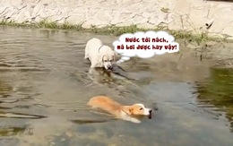 Chú chó ngơ ngác khi corgi bơi nước