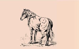 Thử tài tinh mắt: Tìm chủ nhân con ngựa trong hình