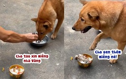 Chú chó sống tình cảm và thảo ăn