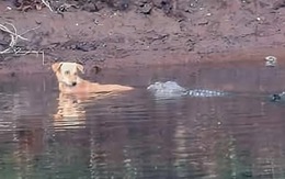 Cá sấu 'hộ tống' chó qua sông, nhà khoa học bối rối