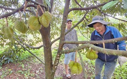 Tại sao sầu riêng Việt Nam thua Thái Lan?