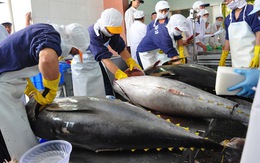 Hàn Quốc tăng mua gần 500% cá ngừ đóng hộp của Việt Nam