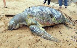 Phát hiện xác rùa biển trôi dạt vào bãi biển Vũng Tàu
