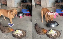 Chú chó vội lấy lồng bàn đậy đồ ăn khi thấy gà ăn vụng