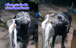 Chú chó thông minh hướng dẫn uống nước siêu nghệ