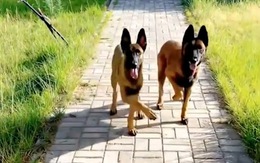 Hai chú chó nhảy chân sáo siêu dễ thương