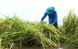 Hơn 500ha lúa ở Cà Mau bị thiệt hại do mưa lớn