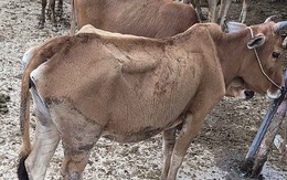 Dân nghèo ở Điện Biên được cấp bò giống gầy gò, hay bị ngất xỉu