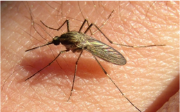 Muỗi 'lũ' xâm chiếm Argentina, lây lan bệnh viêm não hiếm gặp
