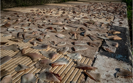 Số lượng cá mập sụt giảm do tình trạng đánh bắt lấy vây quá mức