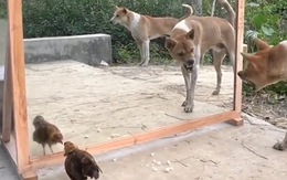 Chó, gà đánh nhau với bóng mình trong gương