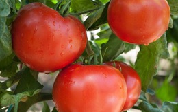 Vì sao cà chua vừa là 'thần dược' vừa là 'độc dược'?