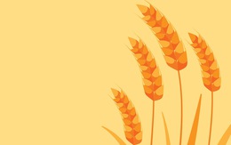 Nghĩ về hạt gạo Việt Nam năm 2030