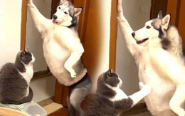 Chú chó hóa vũ công khiến mèo thích thú