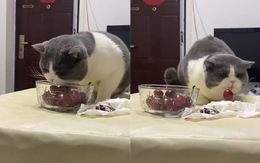 Chú mèo hướng dẫn ăn cherry siêu đáng yêu