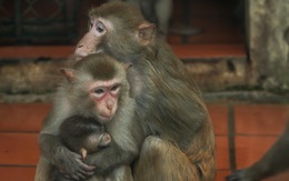 Xót xa cảnh khỉ, voọc... ở Vườn thú Hà Nội co ro ôm nhau trong giá rét