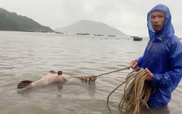 Ngư dân Quảng Nam bắt được cá mú nặng 43kg, bán 9 triệu đồng