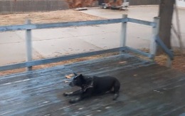 Chú chó bay vọt qua hàng rào vì sàn gỗ trơn trượt