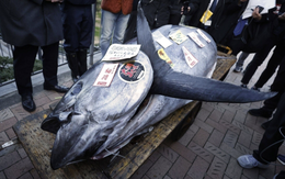 Cá ngừ khổng lồ giá bán hơn 17 tỉ đồng tại Tokyo