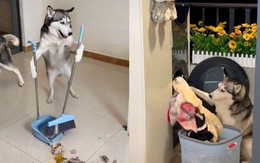 Husky phụ sen quét dọn nhà, giặt quần áo