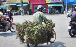 Từ chỗ bán cau mua vàng, nhiều người trồng cau bắt đầu lo sẽ 'vàng mặt'