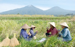 Indonesia trả lương cao để người trẻ làm nông