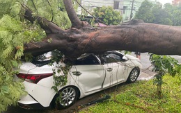 Cây phượng trong trường tiểu học bật gốc, đè ô tô đậu ngoài đường