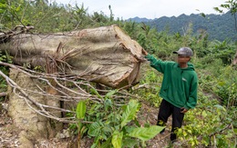 Hiện trường rừng tự nhiên hàng trăm cây to 2 - 3 người ôm bị chặt phá không thương tiếc