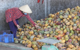 Giá ca cao cao kỷ lục vẫn không đủ để mua, nhiều doanh nghiệp bánh kẹo gặp khó