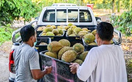 Đông Nam Á lo ngại mất thị phần sầu riêng tại Trung Quốc