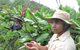 Thảo dược quanh nhà phòng chữa phì đại tiền liệt tuyến, loại bệnh 30-90% nam giới mắc