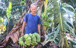 Hoa màu tan tác, nông dân Đà Nẵng sợ mất Tết sau lũ