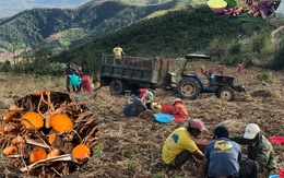 Hằng Thuận Tây Nguyên và hành trình phát triển tinh bột nghệ đỏ