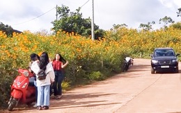 Ngắm dã quỳ núi lửa Chư Đang Ya ở Gia Lai