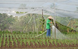 Long An: Tiên phong đẩy mạnh ứng dụng công nghệ cao vào sản xuất nông nghiệp