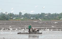 Cò trắng lũ lượt kéo về săn mồi trên đồng ruộng Kiên Giang