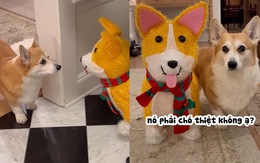 Phản ứng hài hước của corgi khi thấy mô hình chó giả