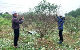 Thủ phủ đào phai hối hả vào mùa tuốt lá