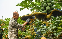 Cây cảnh Tết: Bưởi kiểng thế 'thuận buồm xuôi gió' giá hàng trăm triệu đồng