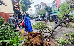 Cây lớn đổ trong mưa, đè trúng người đi đường