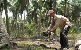 Cây dừa trở thành cây công nghiệp chủ lực, dân trồng dừa bớt lo rớt giá