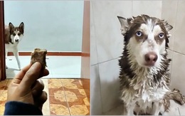 Husky háu ăn bị sen dụ tắm