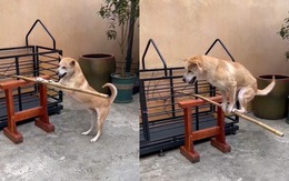 Chú chó giữ thăng bằng siêu đỉnh khi đứng trên gậy tre