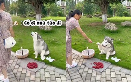 Chú chó biết bán hàng siêu đỉnh