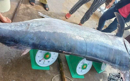 Ngư dân Quảng Trị bắt được cá cờ dài hơn 3m, nặng 200kg