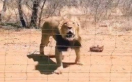Sư tử nổi quạu khi bị nhân viên sở thú quăng tảng thịt trúng đầu