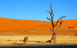 DeadVlei: Nghĩa địa cây khô giữa lòng sa mạc thành điểm đến trong mơ