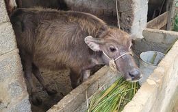 Trưởng thôn nhận trâu bò dự án vì là 'hộ nghèo', giờ xin trả lại