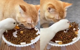 Mèo bất lực với vịt háu ăn